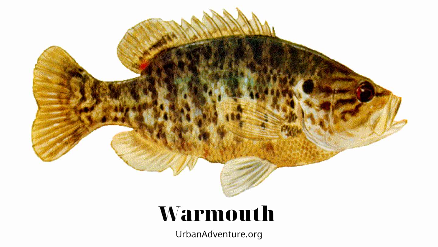 Warmouth