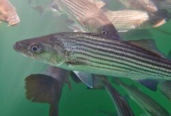 Not Sure About Eating Striped Bass? Read this First!