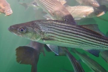 Not Sure About Eating Striped Bass? Read this First!