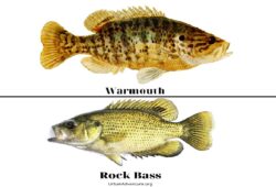 Warmouth vs Rock Bass: What’s The Difference?