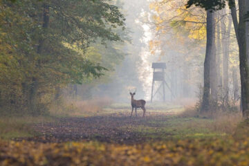 Where To Shoot A Deer To Drop It In Its Tracks