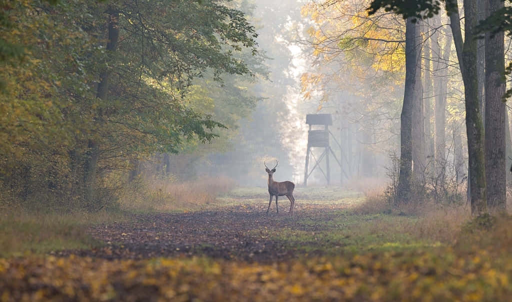 where to shoot a deer to drop it in its tracks