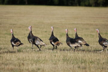 Where To Shoot A Turkey With A .22 – Pro Tips For Excellent Results