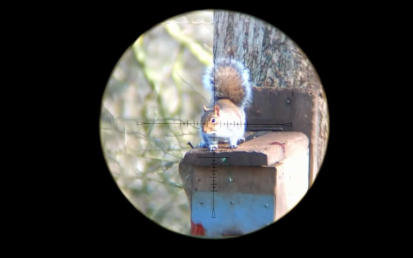 is it legal to shoot squirrels with a pellet gun