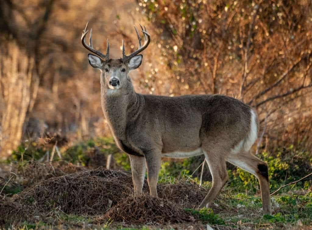 where to shoot a deer with a .243