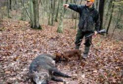 The Thrill of California Hog Hunting: A Hunter’s Perspective