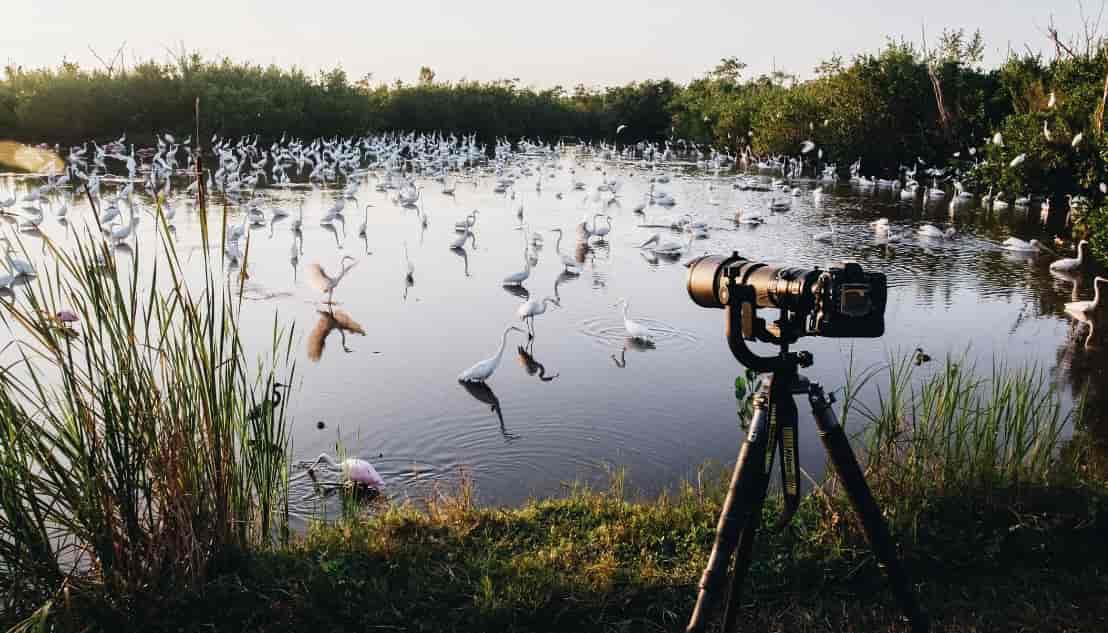 US Birdwatching state by state